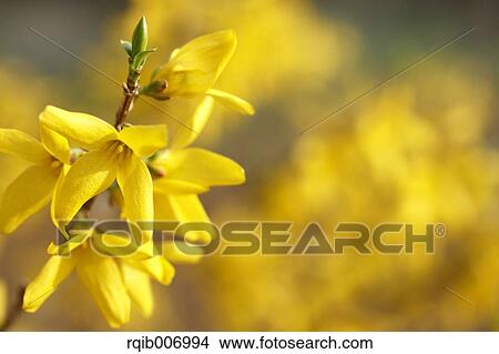 Picture - Forsythia. Fotosearch