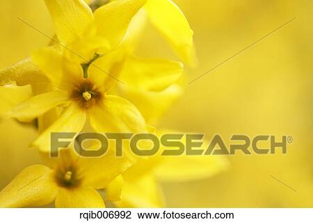 Forsythia View Large Photo Image Stock Image - Forsythia. Fotosearch