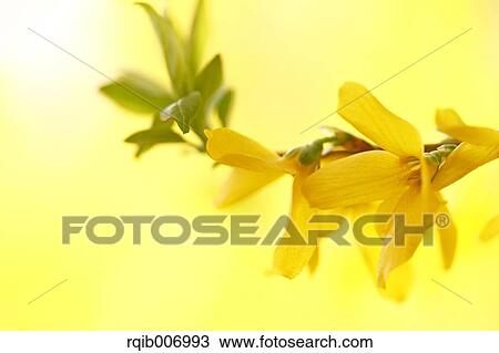 Forsythia View Large Photo Image Stock Image - Forsythia. Fotosearch
