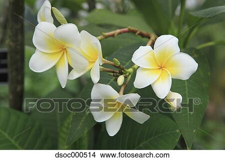 Frangipani View Large Photo Image Picture - Frangipani. Fotosearch