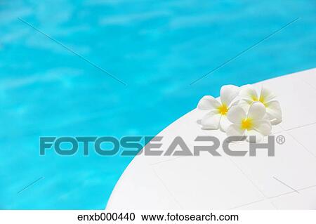 Frangipani View Large Photo Image Stock Image - Frangipani. Fotosearch