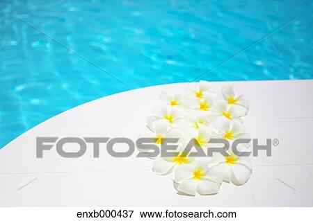 Frangipani View Large Photo Image Stock Photo - Frangipani. Fotosearch