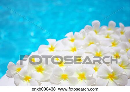 Frangipani View Large Photo Image Stock Photo - Frangipani. Fotosearch