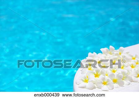 Frangipani View Large Photo Image Stock Photo - Frangipani. Fotosearch
