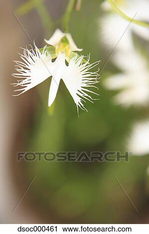 Fringed Orchid View Large Photo Image Stock Image - Fringed Orchid. Fotosearch