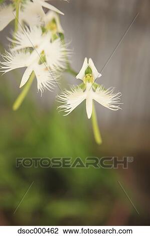 Fringed Orchid View Large Photo Image Stock Image - Fringed Orchid. Fotosearch