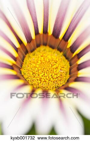 Stock Image - Gazania. Fotosearch