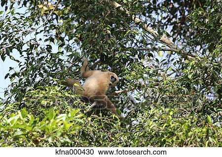 Gibbon View Large Photo Image Stock Image - Gibbon. Fotosearch