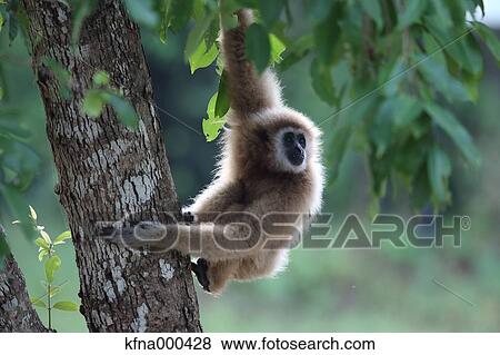 Gibbon View Large Photo Image Stock Photo - Gibbon. Fotosearch