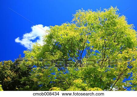 Picture - Gifu Prefecture, Japan. Fotosearch