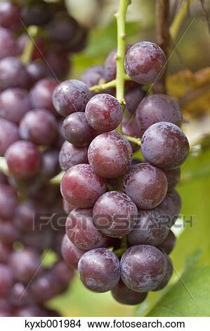 Grapes View Large Photo Image Picture - Grapes. Fotosearch