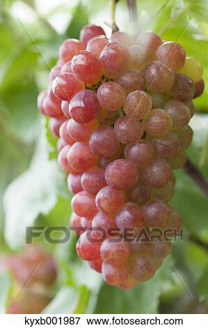 Stock Photo - Grapes. Fotosearch