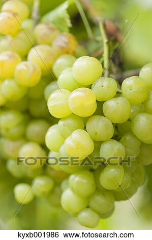 Grapes View Large Photo Image Stock Photograph - Grapes. Fotosearch
