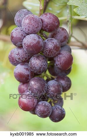 Grapes View Large Photo Image Stock Photography - Grapes. Fotosearch