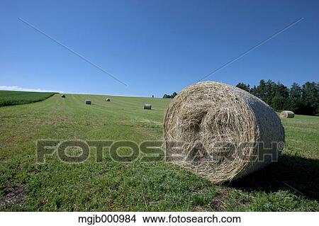 Grassland and sky View Large Photo Image Picture - Grassland and sky. Fotosearch