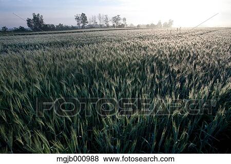Grassland and sky View Large Photo Image Stock Photo - Grassland and sky. Fotosearch