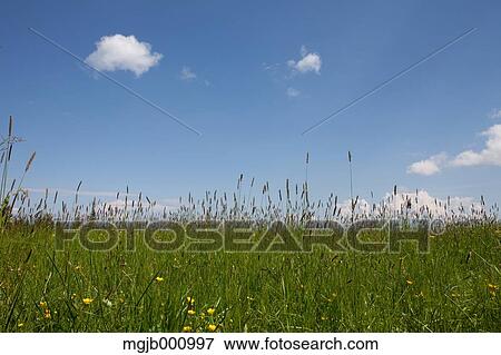 Grassland and sky View Large Photo Image Stock Photo - Grassland and sky. Fotosearch