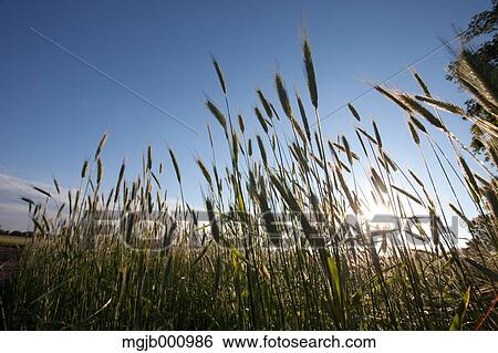 Grassland and sky View Large Photo Image Stock Photograph - Grassland and sky. Fotosearch