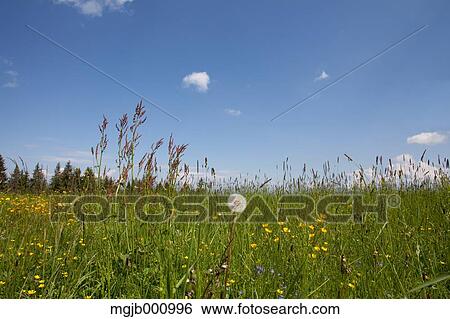 Stock Photograph - Grassland and sky. Fotosearch