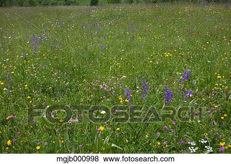 Grassland View Large Photo Image Stock Photo - Grassland. Fotosearch