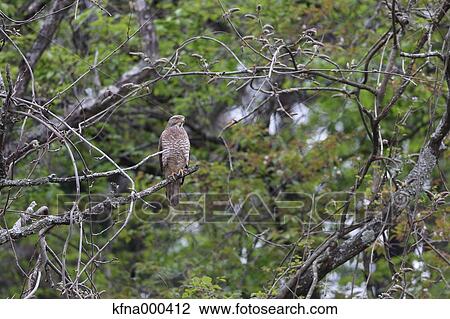 Stock Image - Gray-Faced Buzzard. Fotosearch