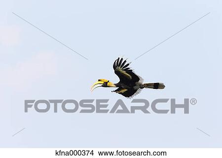 Great Hornbill View Large Photo Image Picture - Great Hornbill. Fotosearch