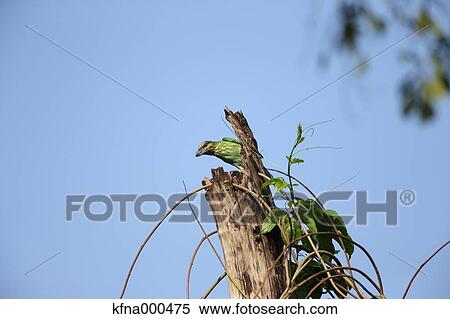 Green-Eared Babbet View Large Photo Image Stock Photography - Green-Eared Babbet. Fotosearch
