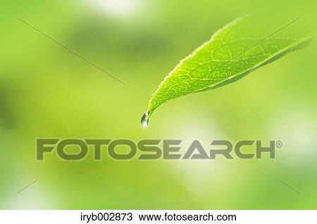 Green leaf and water drop View Large Photo Image Stock Image - Green leaf and water drop. Fotosearch