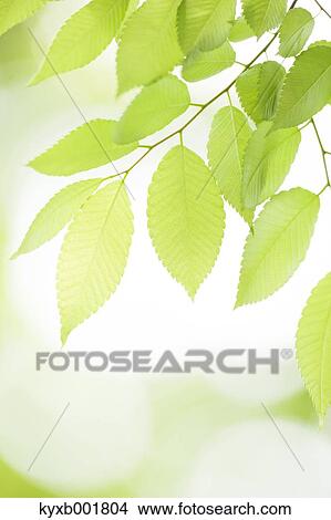 Green leaves View Large Photo Image Picture - Green leaves. Fotosearch