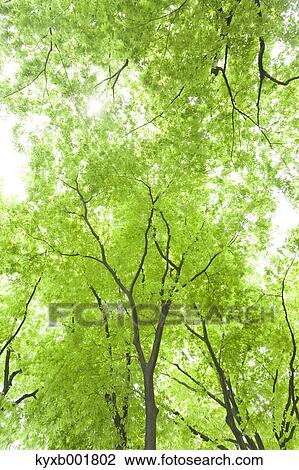 Green leaves View Large Photo Image Stock Image - Green leaves. Fotosearch