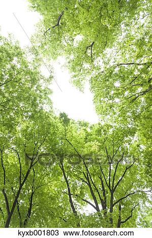 Green leaves View Large Photo Image Stock Image - Green leaves. Fotosearch