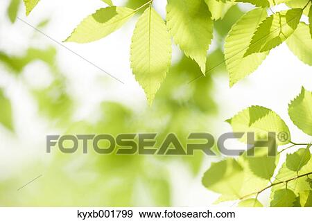 Green leaves View Large Photo Image Stock Photo - Green leaves. Fotosearch