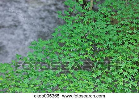 Green maple leaves and water stream View Large Photo Image Stock Photography - Green maple leaves and water stream. Fotosearch