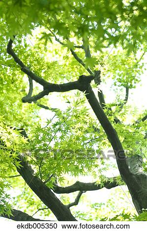 Green Maple leaves View Large Photo Image Stock Image - Green Maple leaves. Fotosearch