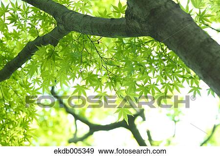 Green Maple leaves View Large Photo Image Stock Photo - Green Maple leaves. Fotosearch