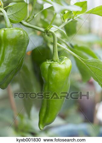 Green Pepper View Large Photo Image Stock Image - Green Pepper. Fotosearch
