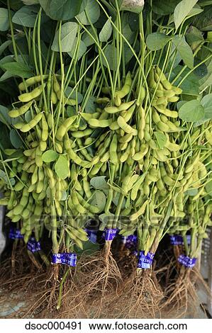 Green Soybeans View Large Photo Image Stock Image - Green Soybeans. Fotosearch