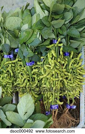 Green Soybeans View Large Photo Image Stock Image - Green Soybeans. Fotosearch