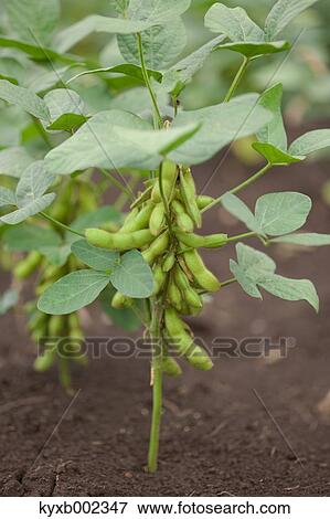 Green Soybeans View Large Photo Image Stock Photo - Green Soybeans. Fotosearch