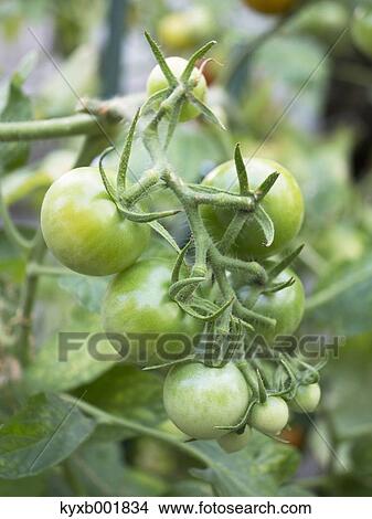 Green Tomatoes View Large Photo Image Picture - Green Tomatoes. Fotosearch