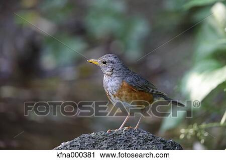 Grey-Backed Thrush View Large Photo Image Stock Image - Grey-Backed Thrush. Fotosearch
