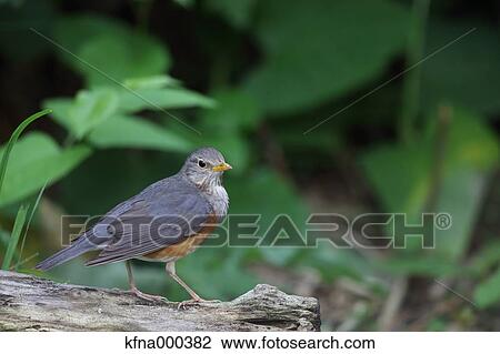Stock Image - Grey-Backed Thrush. Fotosearch