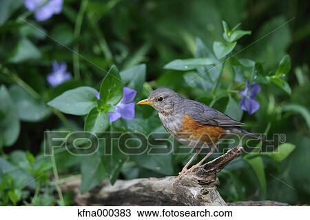Grey-Backed Thrush View Large Photo Image Stock Image - Grey-Backed Thrush. Fotosearch