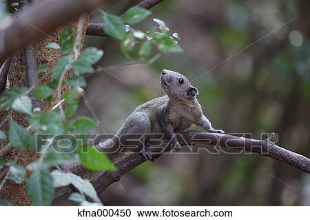 Grey-Bellied Squirrel View Large Photo Image Stock Image - Grey-Bellied Squirrel. Fotosearch