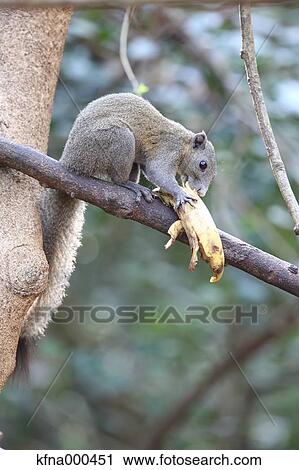 Grey-Bellied Squirrel View Large Photo Image Stock Image - Grey-Bellied Squirrel. Fotosearch