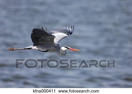 Grey Heron View Large Photo Image Stock Image - Grey Heron. Fotosearch
