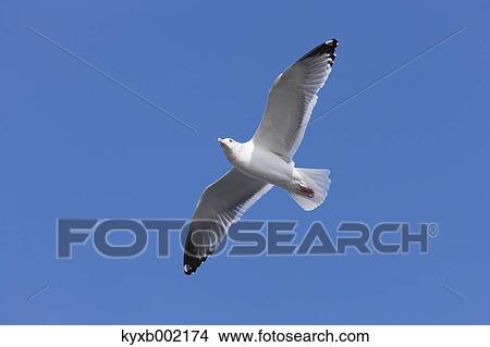 Picture - Gull flying. Fotosearch