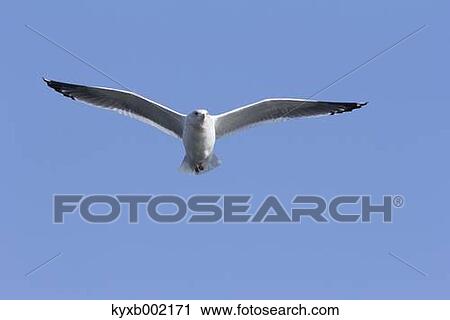 Stock Image - Gull flying. Fotosearch