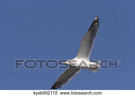 Stock Image - Gull flying. Fotosearch