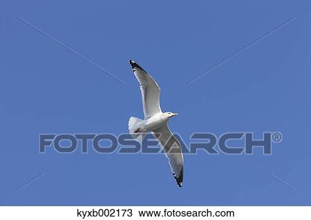 Stock Image - Gull flying. Fotosearch